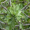 Plants: image 69 0f 70 thumb